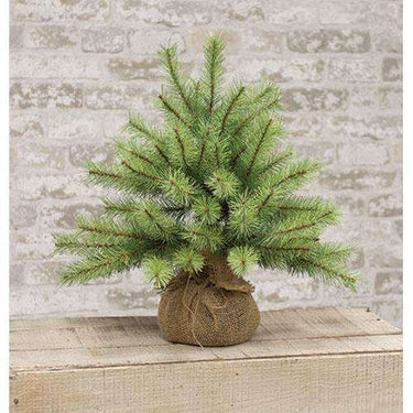 Park Pine Little Giant Tree, 15